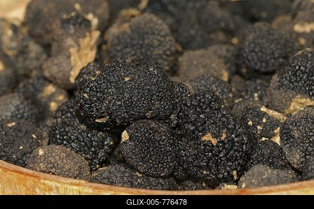 Burgundy Truffles (Tuber uncinatum) in basket, Switzerland, Europe-stock-foto