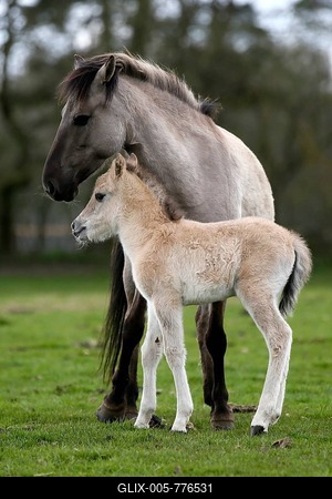 Dülmen pony, mother and foal, Dulmen, North Rhine-Westphalia, Germany-stock-foto
