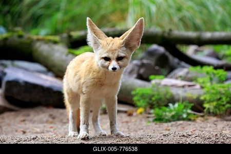 Fennec, fennec fox (Vulpes zerda), adult, watchful, captive, Occurrence North Africa-stock-foto