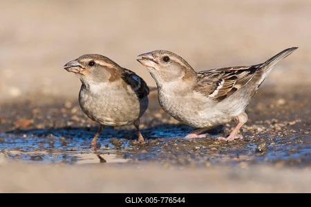 House sparrows (Passer domesticus), female, drinking, Sartene, Corsica, France-stock-foto