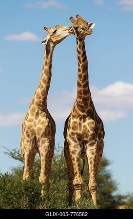 Two Southern Giraffes (Giraffa giraffa), two males, social contact, Kalahari Desert, Kgalagadi Transfrontier Park, South Africa-stock-foto