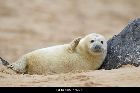 Grey seal (Halichoerus grypus), pup on a sandy beach, Norfolk, UK-stock-foto