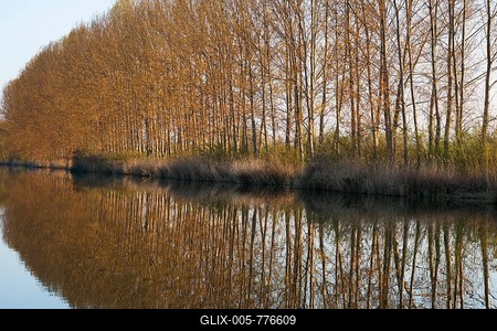 Black Poplars (Populus) with water reflections, Herbslebener Teiche nature reserve, Thuringia, Germany-stock-foto