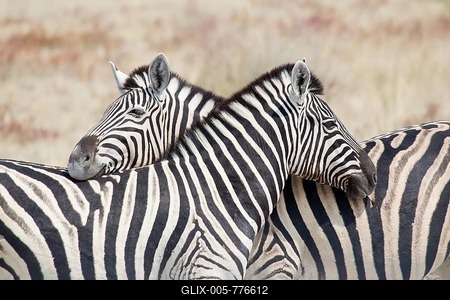 Two Burchell's zebra (Equus quagga), Etosha National Park, Namibia-stock-foto