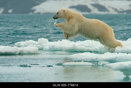 Polar bear (Ursus maritimus) jumps over ice floes, in jump, Svalbard, Norwegian Arctic, Norway-stock-foto