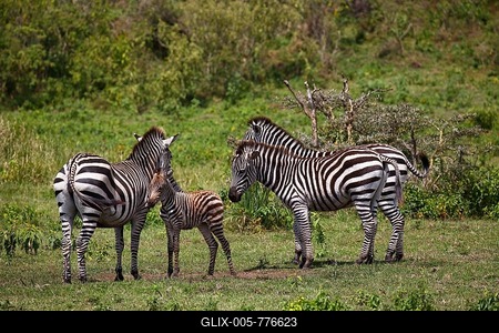 Zebra family (Equus quagga) including mother with young animal, Arusha National Park, Tanzania-stock-foto