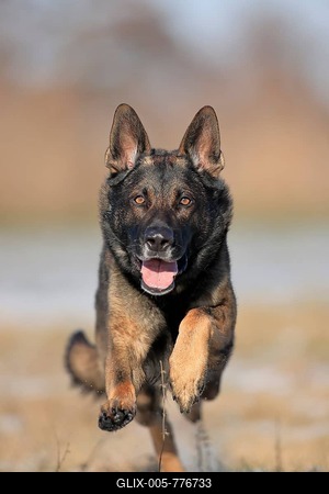 German shepherd dog (Canis lupus familiaris), adult, male, running, frontal, Rhineland-Palatinate, Germany-stock-foto