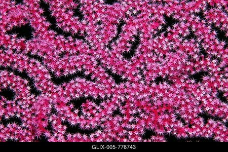 Open coral polyps on Mopsella sea fan (Mopsella) Pacific, Great Barrier Reef, UNESCO World Natural Heritage, Australia-stock-foto