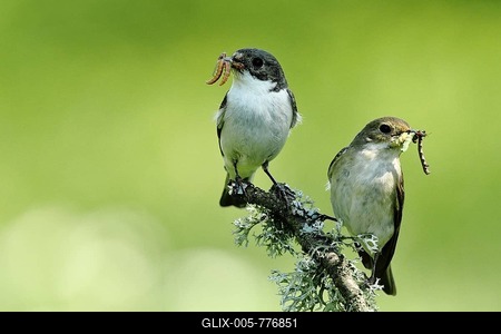 European Pied Flycatcher (Ficedula hypoleuca), animal pair, male and female sitting with prey on a branch, Siegerland, North Rhine-Westphalia, Germany-stock-foto