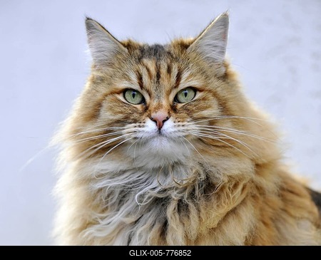 Persian cat-stock-foto