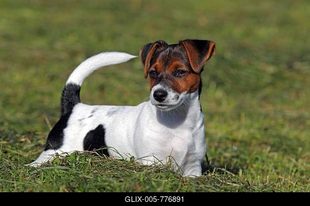 Young Jack Russell Terrier dog (Canis lupus familiaris), male puppy, 12 weeks, domestic dog-stock-foto