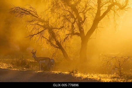 Springbok (Antidorcas marsupialis), male in the evening at sunset, Kalahari Desert, Kgalagadi Transfrontier Park, South Africa-stock-foto