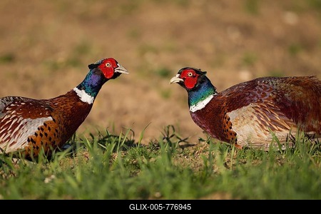Pheasants (Phasianus colchicus), two male birds squaring up to each other, Suffolk, England, United Kingdom-stock-foto
