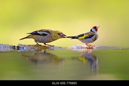 Hawfinch (Coccothraustes coccothraustes), young bird plucking tail of a Goldfinch (Carduelis carduelis), Kiskunsag National Park, Hungary-stock-foto