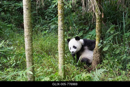 Giant Panda (Ailuropoda melanoleuca), 2 years, China Conservation and Research Centre for the Giant Panda, Chengdu, Sichuan, China-stock-foto