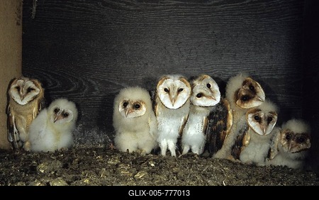 Barn owl (Tyto alba), owl, owlet in nest box-stock-foto