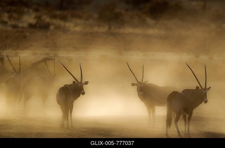 Gemsbok (Oryx gazella), nervous and raising lots of dust in the early morning, Kalahari Desert, Kgalagadi Transfrontier Park, South Africa-stock-foto