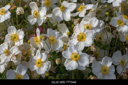 White-flowered chinese anemones (Anemone hupehensis), Bavaria, Germany-stock-foto
