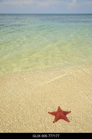 Red cushion sea star (Oreaster reticulatus), protected species, Playa Ancon beach, near Trinidad, Cuba, Caribbean-stock-foto