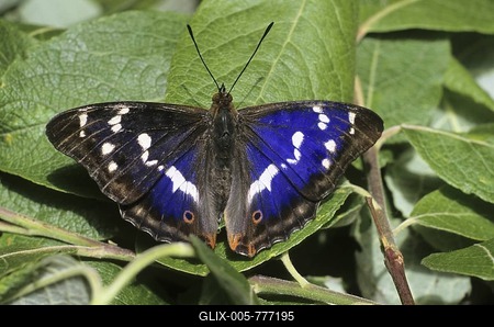 Purple Emperor (Apatura iris), male sunbathing-stock-foto