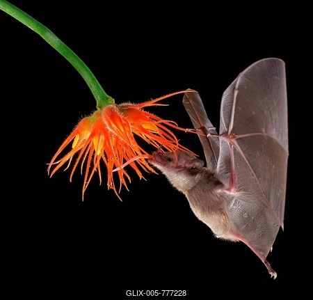 Pallas's long-tongued bat (Glossophaga soricina), approaching a flower at night, eats Necktar, Costa Rica-stock-foto