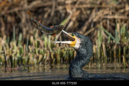 Great cormorant (Phalacrocorax carbo) with preyed river european perch (Perca fluviatilis), Hesse, Germany-stock-foto