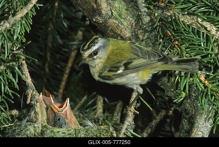 Firecrest (Regulus ignicapillus), male at nest with fledglings-stock-foto