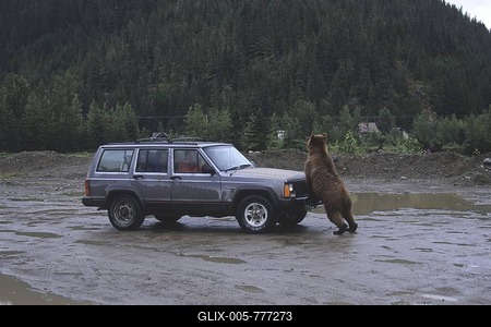 Grizzly Bear (Ursus arctos horribilis) attacking a car, Alaska, USA-stock-foto