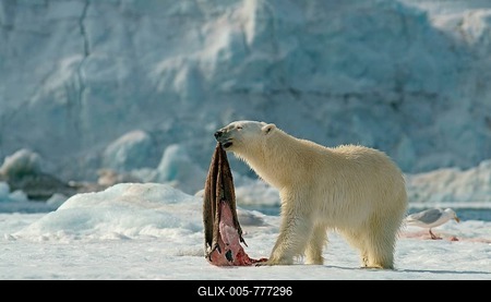Polar bear (Ursus maritimus) with captured seal skin, Svalbard, Norwegian Arctic, Norway-stock-foto