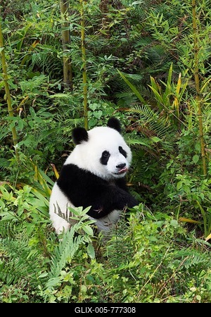 Giant Panda (Ailuropoda melanoleuca), 2 years, China Conservation and Research Centre for the Giant Panda, Chengdu, Sichuan, China-stock-foto
