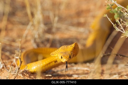 Cape Cobra (Naja nivea), hunting, Kalahari Desert, Kgalagadi Transfrontier Park, South Africa-stock-foto