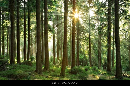 Sun shines through near-natural spruce forest with boulders, Harz National Park, core zone, Saxony-Anhalt, Germany-stock-foto