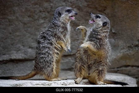 Meerkats (Suricata suricatta), pups fighting, native to Africa, captive-stock-foto
