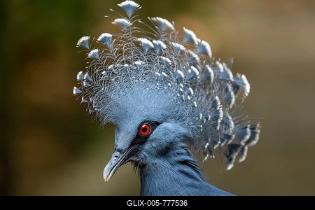 Victoria crowned pigeon (Goura victoria), animal portrait, Mount Hagen, Western Highlands, Papua New Guinea-stock-foto