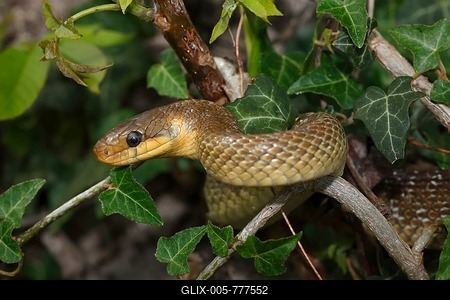 Aesculapian snake (Zamenis longissimus) ivy, Balaton Uplands National Park, Lake Balaton, Hungary-stock-foto