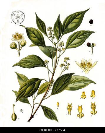 Medicinal plant, camphor tree, Cinnamomum camphora, also called camphor laurel, is a species of plant from the laurel family, Historical, digitally restored reproduction from a 19th century original-stock-foto