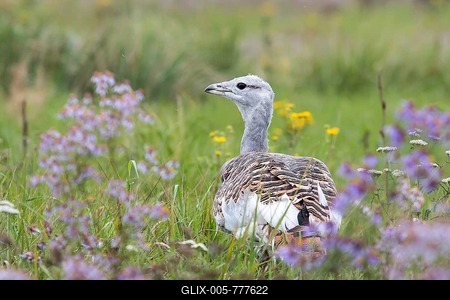 Great Bustard (Otis tarda) on a field with wild flowers, Hungary-stock-foto