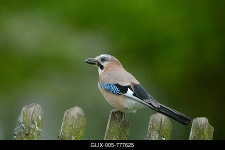 Jay (Garrulus glandarius), perched on a garden fence, Sauerland, North Rhine-Westphalia, Germany-stock-foto