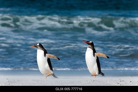 Gentoo penguins (Pygoscelis papua), Volunteer Point, East Falkland, Falkland Islands-stock-foto