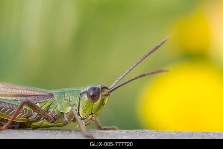 Meadow grasshopper (Chorthippus parallelus) on deadwood, portrait, Hesse, Germany-stock-foto