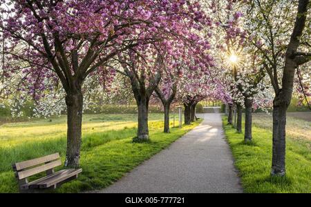 A beautiful alley with blooming pink and white cherry trees in spring in the morning sun with a sunstar, a bench on the left side, Rhine-Neckar-region, Baden-Württemberg, Germany-stock-foto