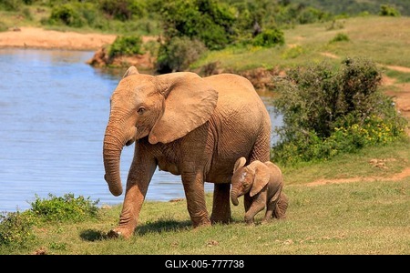 African Elephants (Loxodonta africana), adult female with young by the water, Addo Elephant National Park, Eastern Cape, South Africa-stock-foto