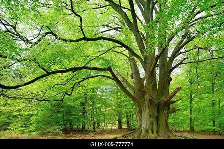 Huge old gnarled beech with moss-covered roots in a former hut forest, Drillingsbuche, Reinhardswald, Sababurg, Hesse, Germany-stock-foto