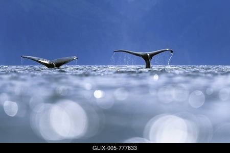 Humpback Whales (Megaptera novaeangliae), diving, flukes, Alaska-stock-foto