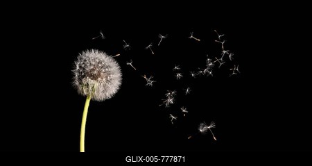Flying parachutes, seeds of Dandelion (Taraxacum) flying in the air, , black background, Germany-stock-foto