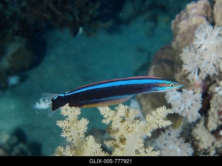 False cleanerfish (Aspidontus taeniatus), dive site House Reef, Mangrove Bay, El Quesir, Red Sea, Egypt-stock-foto