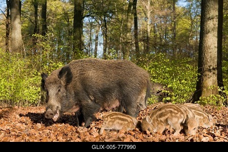 Wild Boars (Sus scrofa), sow and piglets in a spring forest, captive, North Rhine-Westphalia, Germany-stock-foto