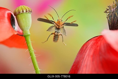 Variable soft-bodied beetle (Cantharis livida) in flight on the inflorescences of the corn poppy (Papaver rhoeas L.)-stock-foto