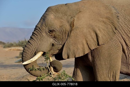 Desert elephant, African elephant (Loxodonta africana) feeding, dry riverbed of the Huab, Damaraland, Namibia-stock-foto