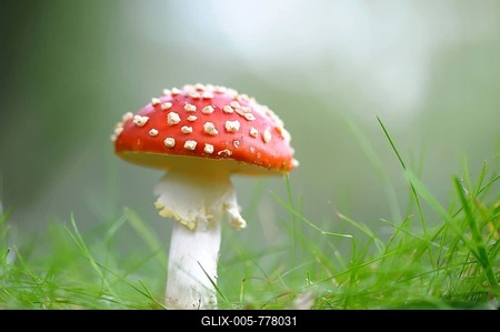 Fly Agaric (Amanita muscaria) growing on grass, Schleswig-Holstein, Germany-stock-foto